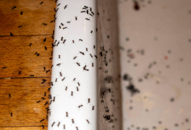 Best Affordable Pest Control Services  in Julesburg, CO