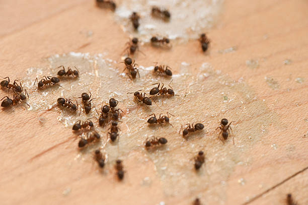 Pest Control for Restaurants in Julesburg, CO