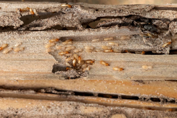 Best Commercial Pest Control Services  in Julesburg, CO